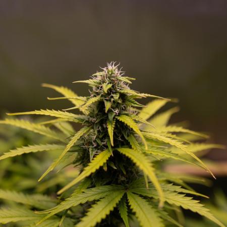 Neville’s Haze Auto