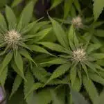 Doppler - Paradise Seeds