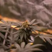 Special Kush - Paradise Seeds