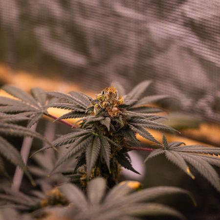 Special Kush - Paradise Seeds