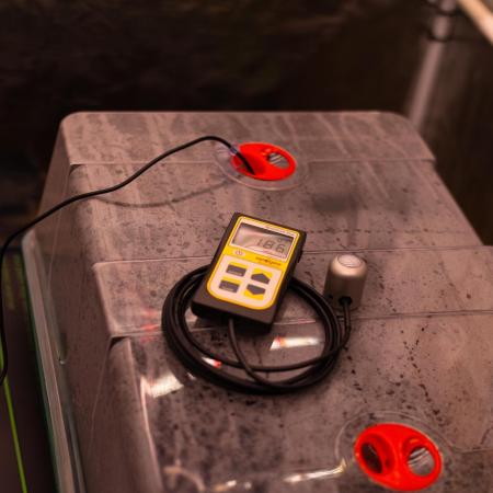 Dutch Auto - Spliff Seeds