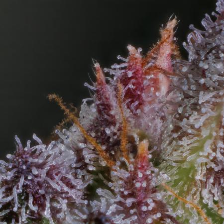 Spliff Seeds - Spliff Strawberry