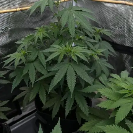 Lemon Cherry Runtz - Fast Buds