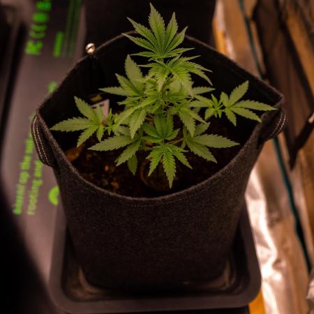 Special Kush - Paradise Seeds