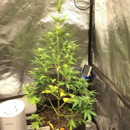 GORILLA ZKITTLES