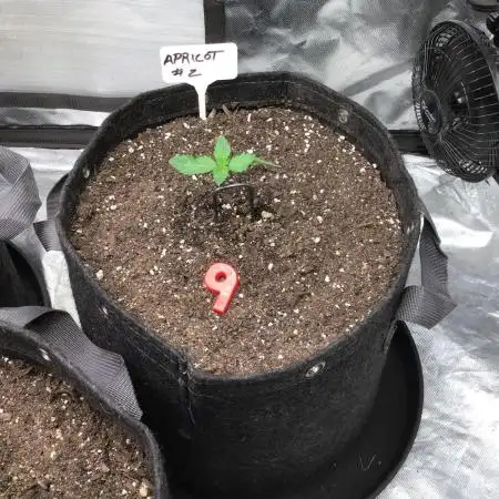 APRICOT AUTO #2