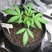 #5 MIX PAC