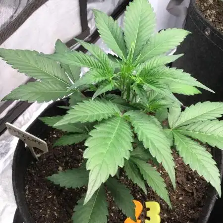 APRICOT AUTO #1