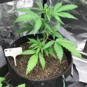#5 MIX PAC