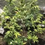 APRICOT AUTO #2