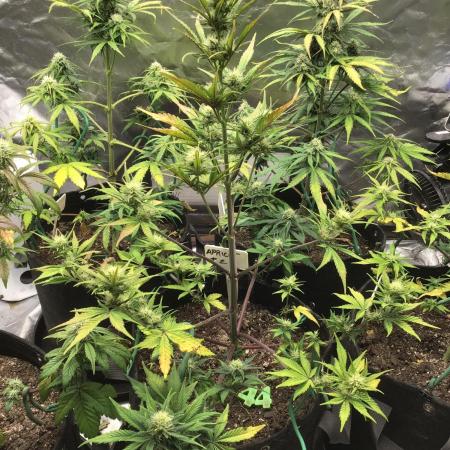 APRICOT AUTO #2