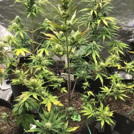 APRICOT AUTO #2