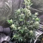 FROOT BY THE FOOT AUTO