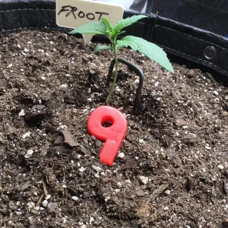 FROOT