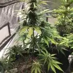 WICKED WITCH AUTO #1