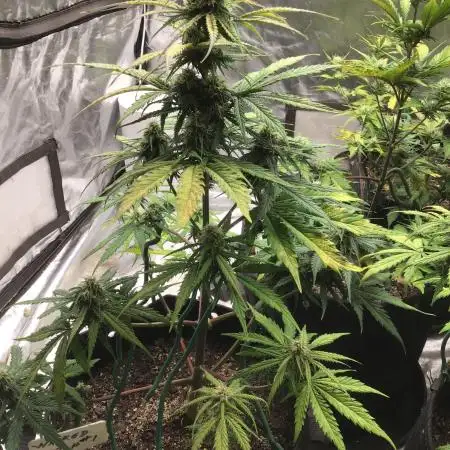 WICKED WITCH AUTO #1