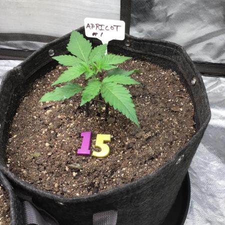 APRICOT AUTO #1