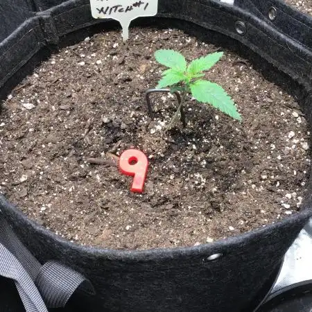 WICKED WITCH AUTO #1
