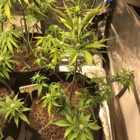 APRICOT AUTO #1