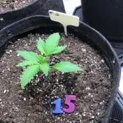 #2 MIX PAC