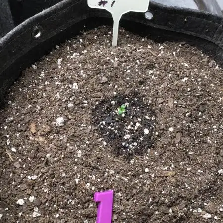 APRICOT AUTO #1