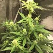 FROOT BY THE FOOT AUTO