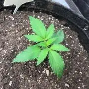 #4 MIX PAC