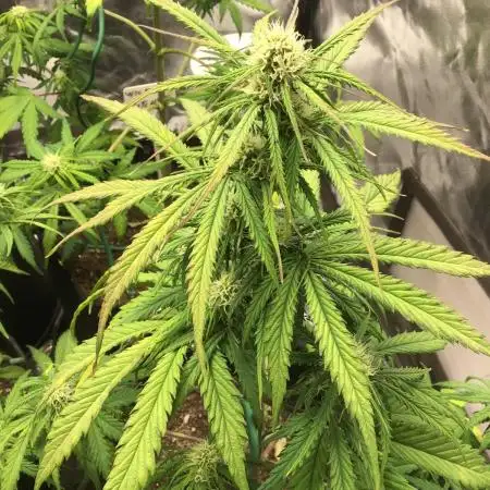 WICKED WITCH AUTO #1