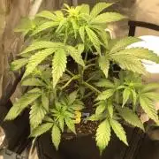 FROOT BY THE FOOT AUTO