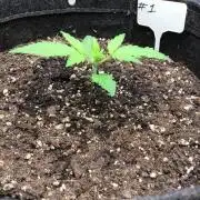 #1 MIX PAC