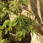 WICKED WITCH AUTO #2
