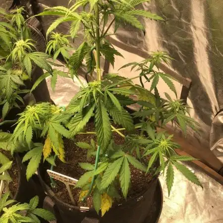 WICKED WITCH AUTO #2