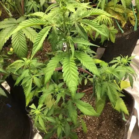 APRICOT AUTO #1
