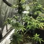 WICKED WITCH AUTO #2