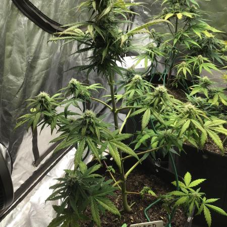 WICKED WITCH AUTO #2