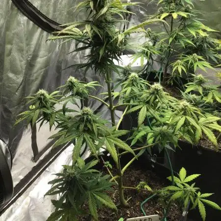 WICKED WITCH AUTO #2