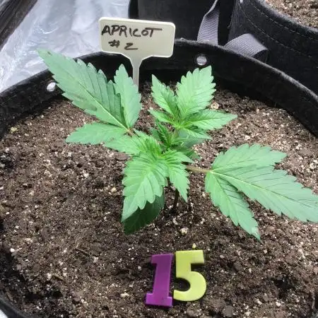 APRICOT AUTO #2