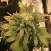 #1 MIX PAC
