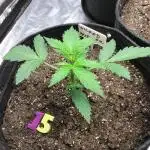 WICKED WITCH AUTO #2