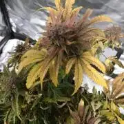 CHERRY COLA #1