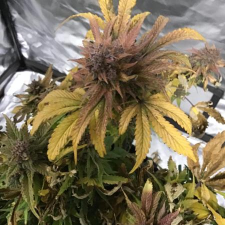 CHERRY COLA #1