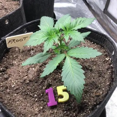 FROOT