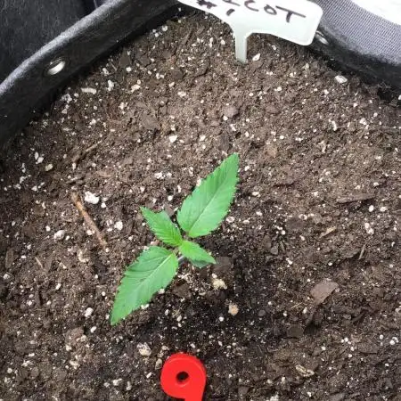 WICKED WITCH AUTO #2