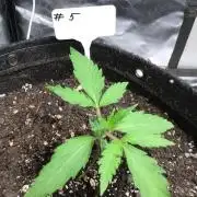 #5 MIX PAC