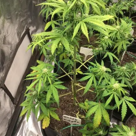 WICKED WITCH AUTO #2