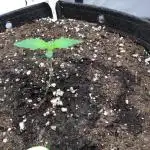 FROOT BY THE FOOT AUTO