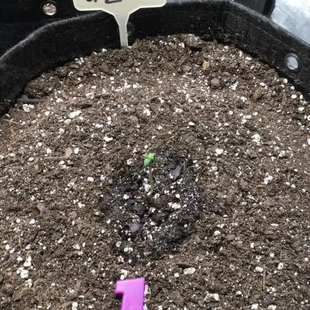 APRICOT AUTO #2