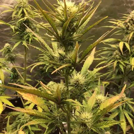 APRICOT AUTO #1