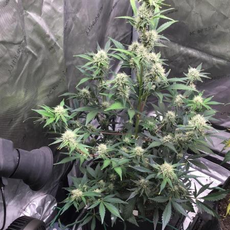 FROOT BY THE FOOT AUTO