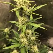 FROOT BY THE FOOT AUTO